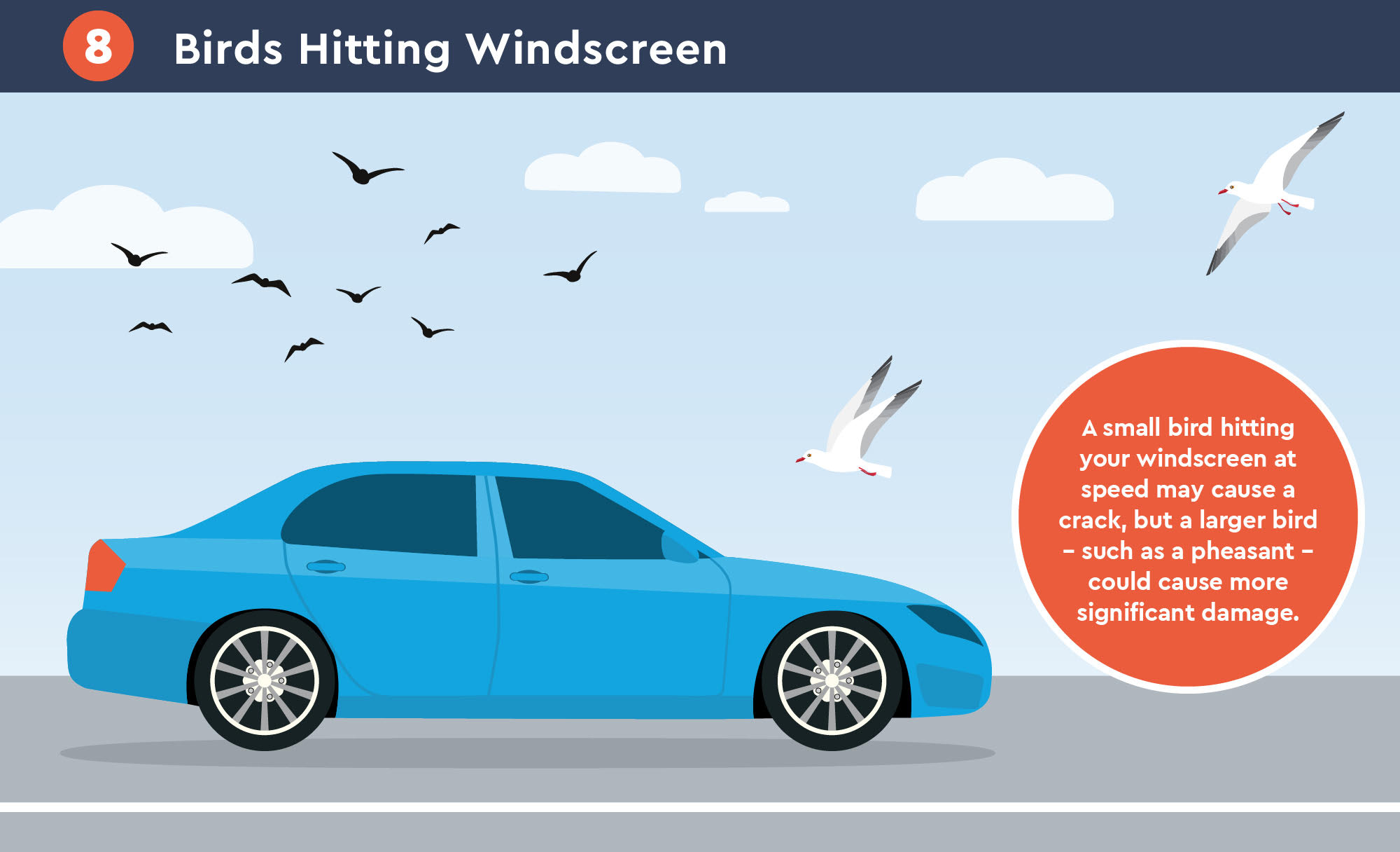 Bird Hitting the Windscreen